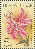Japanese Lily (Lilium speciosum)