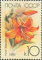 Lilium "African Queen"