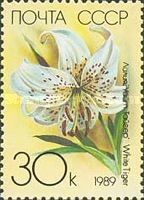 Lilium "White Tiger"