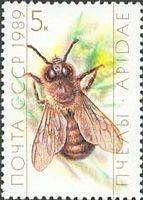 Honey Bee Drone (Apis mellifica)