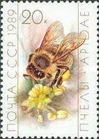 Honey Bee (Apis mellifica) on Flower
