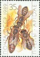 Queen and Workers (Apis mellifica) on Honeycomb