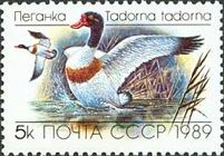 Common Shelduck (Tadorna tadorna)