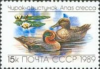 Green-winged Teal (Anas crecca)