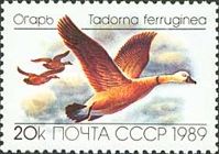 Ruddy Shelduck (Tadorna ferruginea)