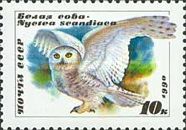 Snowy Owl (Bubo scandiacus)