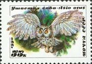 Long-eared Owl (Asio otus)