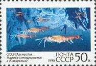 Krill (Marine Biology Research) - Krill sp. (Euphausia sp)