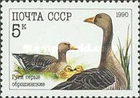 Greylag Goose (Anser anser)