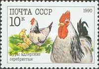 Chicken (Gallus gallus domesticus)