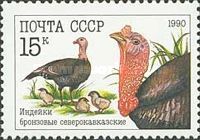 Bronze North Caucasian Turkey (Meleagris gallopavo)