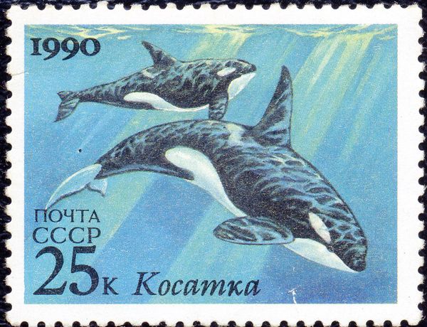Killer Whales (Orcinus orca)