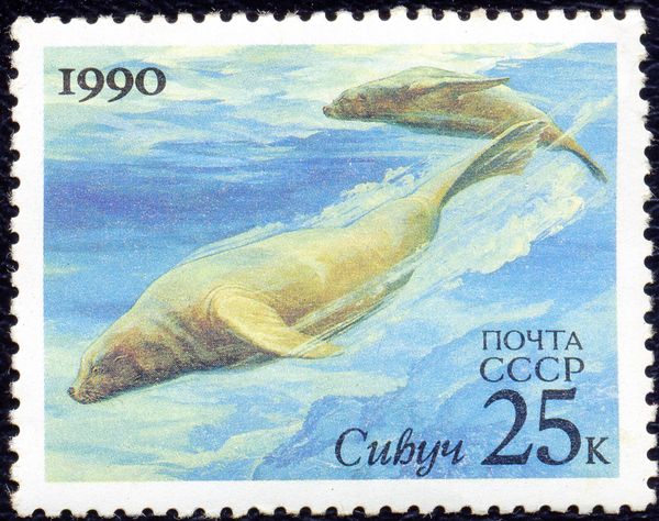 Steller's Sea Lion (Eumetopias jubata)