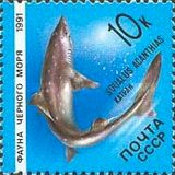 Spurdog (Squalus acanthias)
