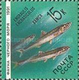 European Anchovy (Engraulis encrasicolus)