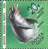 Common Bottlenose Dolphin (Tursiops truncatus)