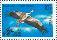 White Stork (Ciconia ciconia)