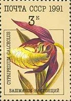 Lady's Slipper Orchid (Cypripedium calceolus)