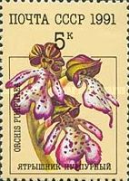 Lady Orchid (Orchis purpurea)