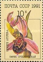 Bee Orchid (Ophrys apifera)