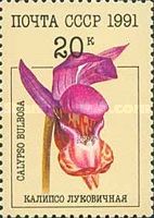 Calypso (Calypso bulbosa)