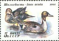 Northern Pintail (Anas acuta)