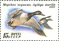 Greater Scaup (Aythya marila)