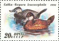"Oxyura leucocephala" (see Description)