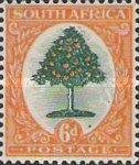 Orange Tree (Citrus sinensis)