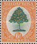 Orange Tree (Citrus sinensis)