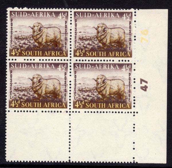 Merino Ram (Ovis ammon aries)