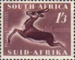 Springbok (Antidorcas marsupialis)