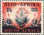 Aloes (Aloa sp.)