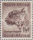 Leopard (Panthera pardus)