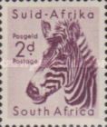 Mountain Zebra (Equus zebra)