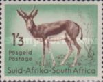 Springbok (Antidorcas marsupialis)