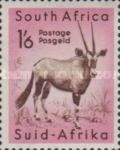 Gemsbock (Oryx gazella)