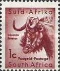Black Wildebeest (Connochaetes gnou)