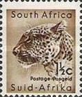 Leopard (Panthera pardus)