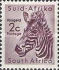 Mountain Zebra (Equus zebra)