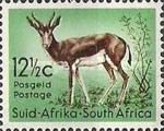 Springbok (Antidorcas marsupialis)