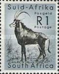 Sable Antelope (Hippotragus niger)