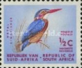 African Pygmy Kingfisher (Ispidina picta)
