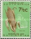 Maize (Zea mays)