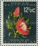 Protea (Protea cynaroides)