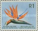 Strelitzia (Strelitzia reginae)