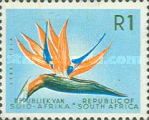 Strelitzia (Strelitzia reginae)