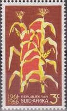 Maize Plants