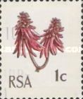 Kafferboom Flower; Coral Tree (Erythrina lysistemon)