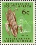 Maize (Zea mays), redrawn
